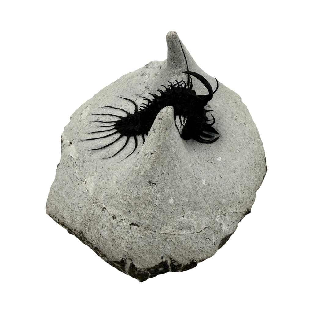 Walliserops hammi Trilobite