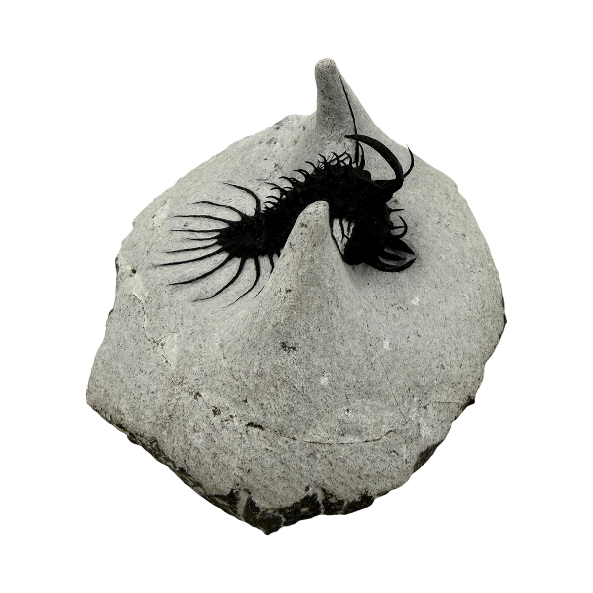 Walliserops hammi Trilobite