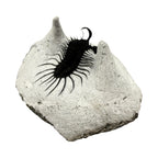 Walliserops hammi Trilobite