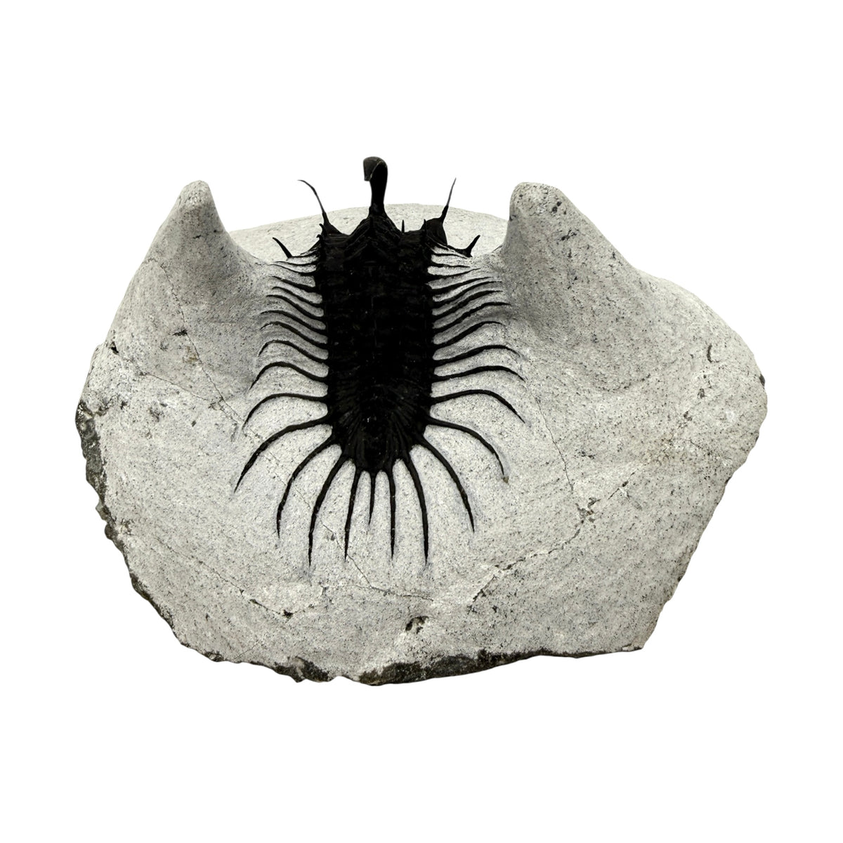 Walliserops hammi Trilobite