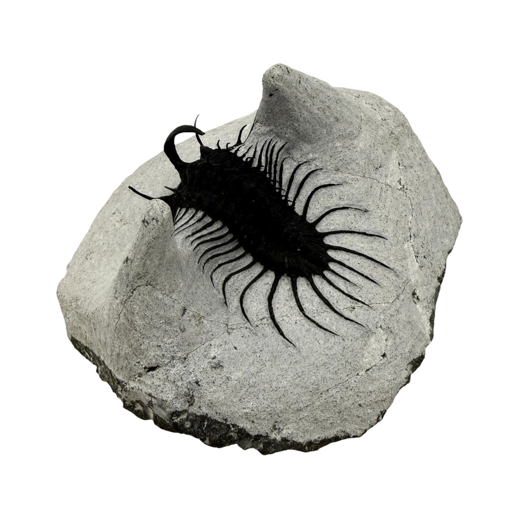 Walliserops hammi Trilobite