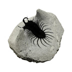 Walliserops hammi Trilobite