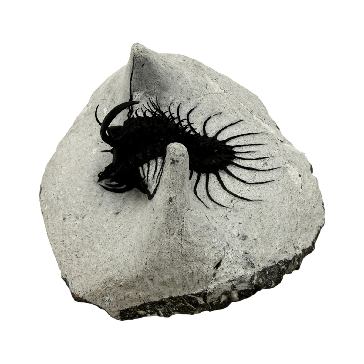 Walliserops hammi Trilobite