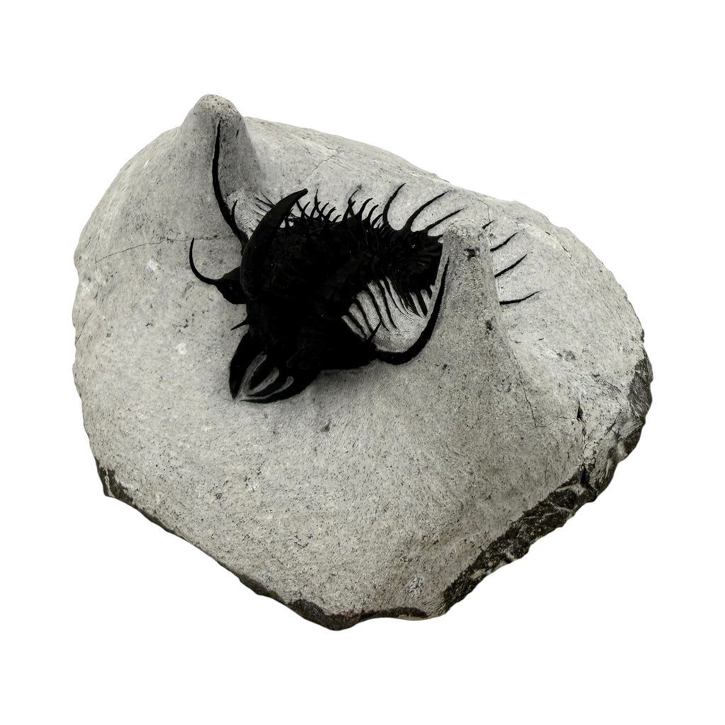 Walliserops hammi Trilobite