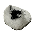 Walliserops hammi Trilobite