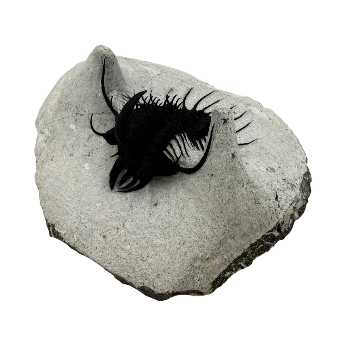 Walliserops hammi Trilobite