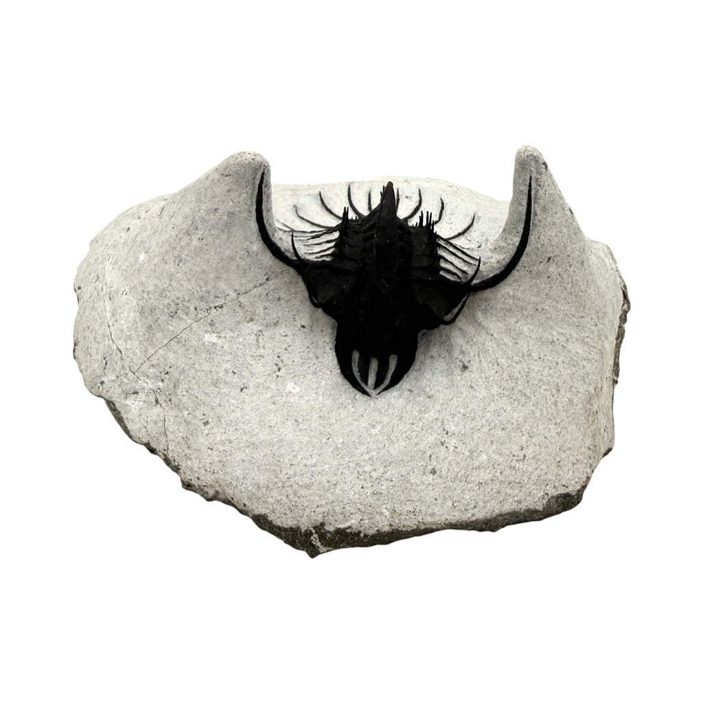 Walliserops hammi Trilobite