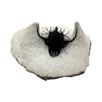 Walliserops hammi Trilobite