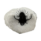 Walliserops hammi Trilobite