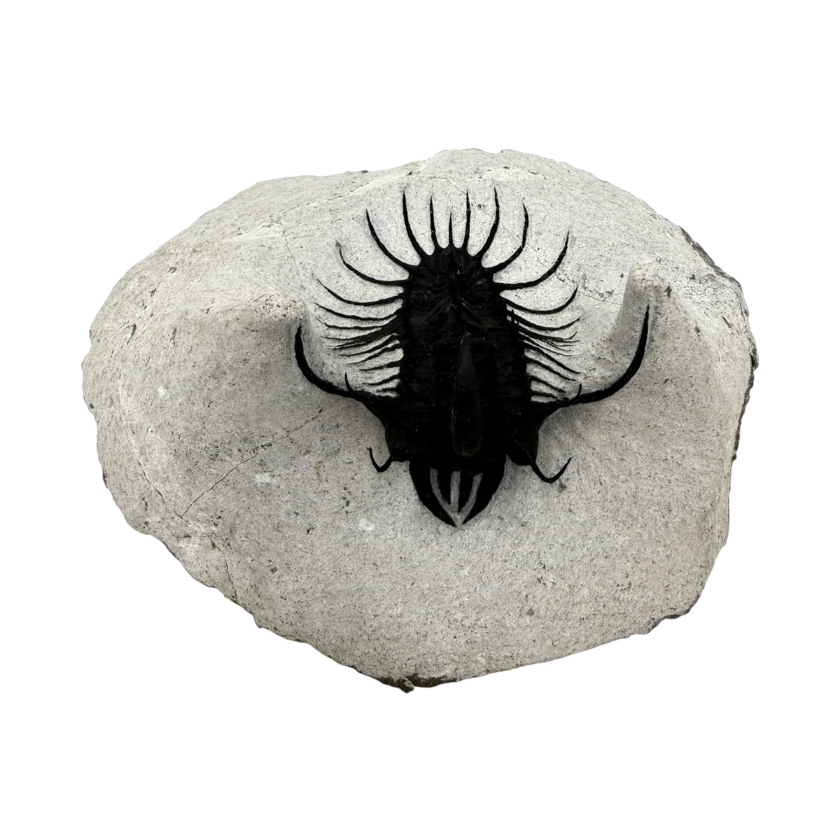 Walliserops hammi Trilobite