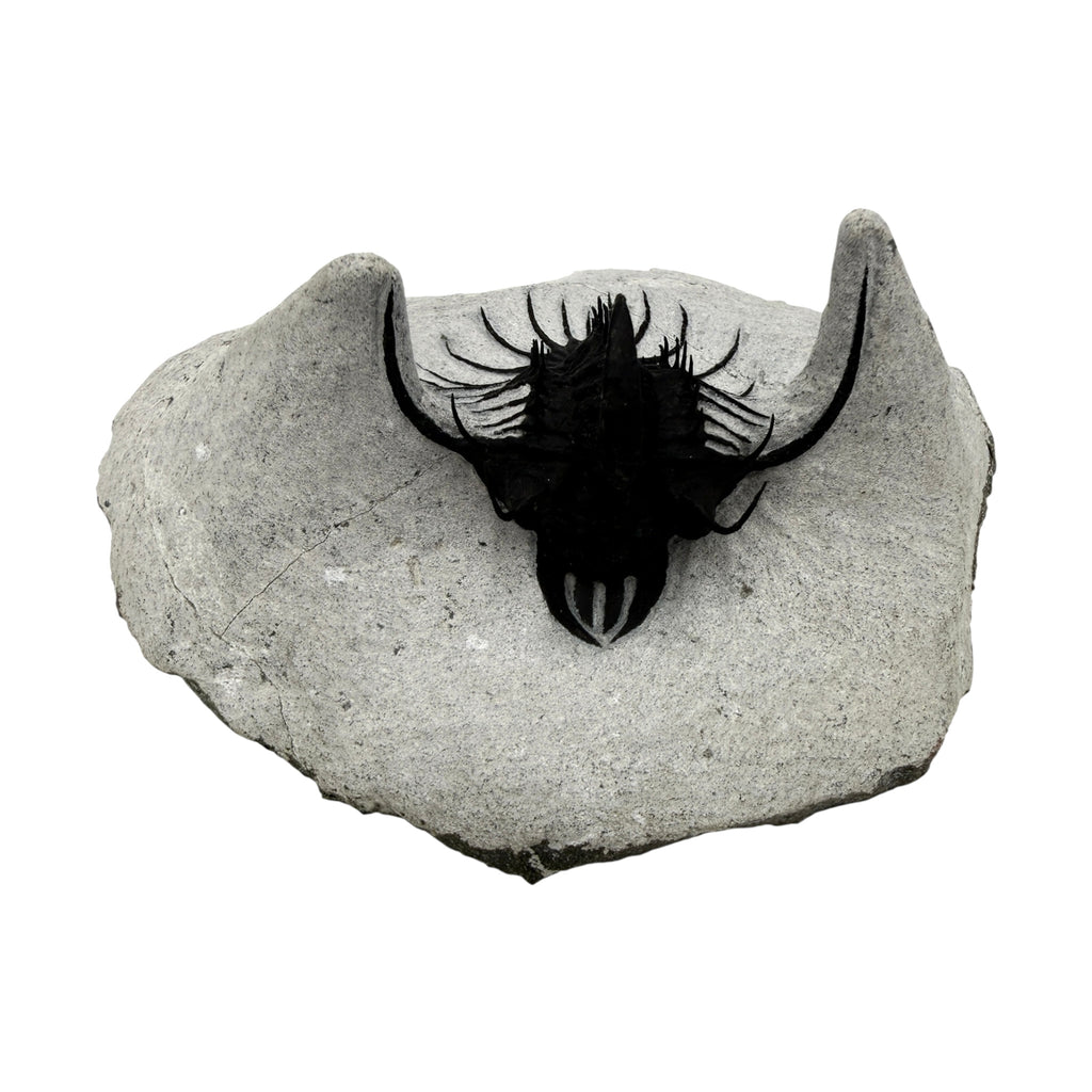 Walliserops hammi Trilobite