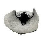 Walliserops hammi Trilobite