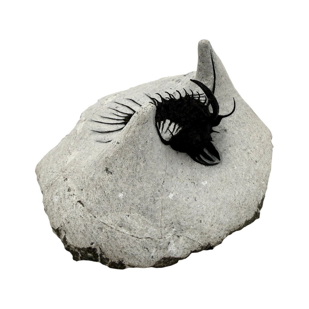 Walliserops hammi Trilobite
