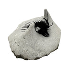 Walliserops hammi Trilobite