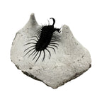 Walliserops hammi Trilobite