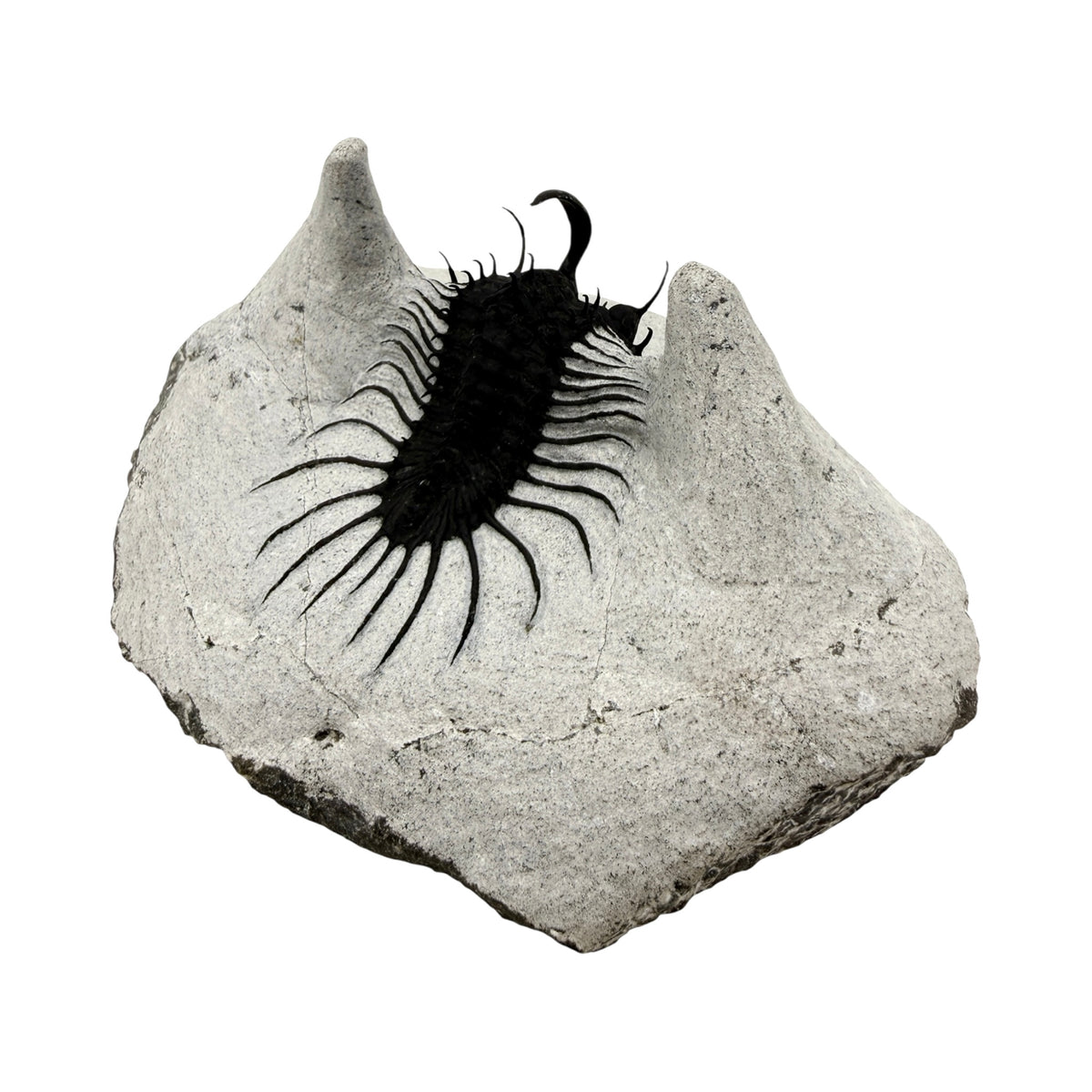 Walliserops hammi Trilobite