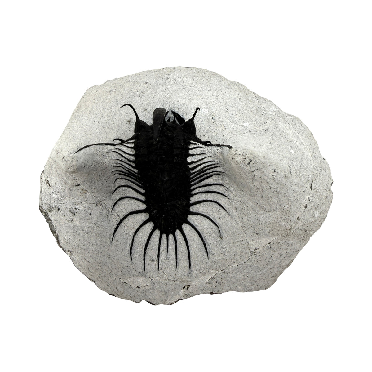 Walliserops hammi Trilobite