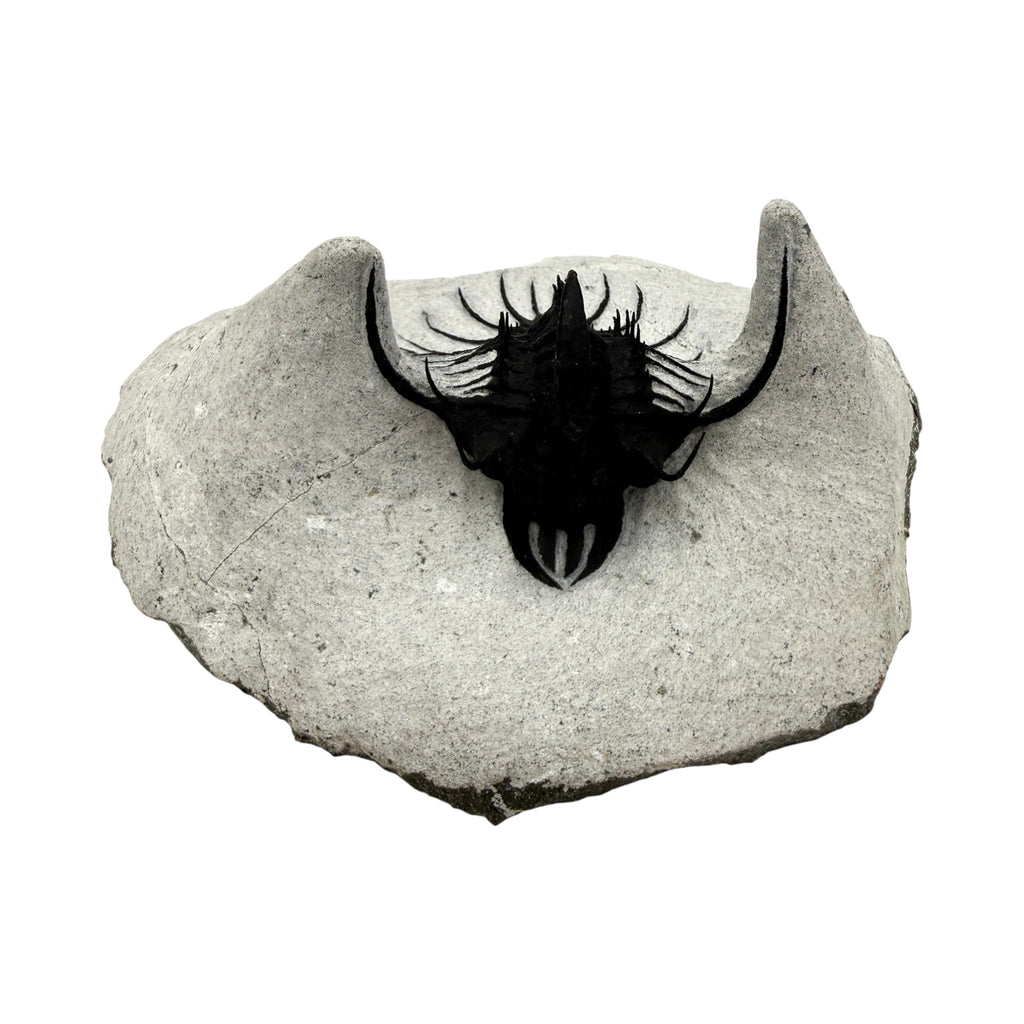 Walliserops hammi Trilobite