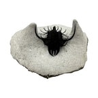 Walliserops hammi Trilobite