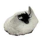 Walliserops hammi Trilobite