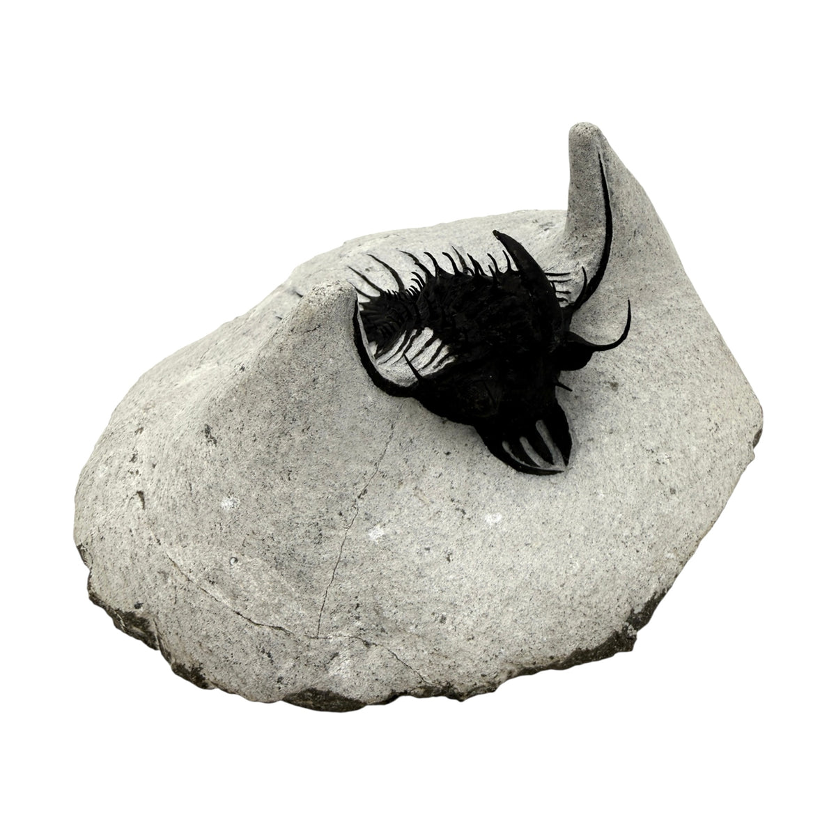 Walliserops hammi Trilobite