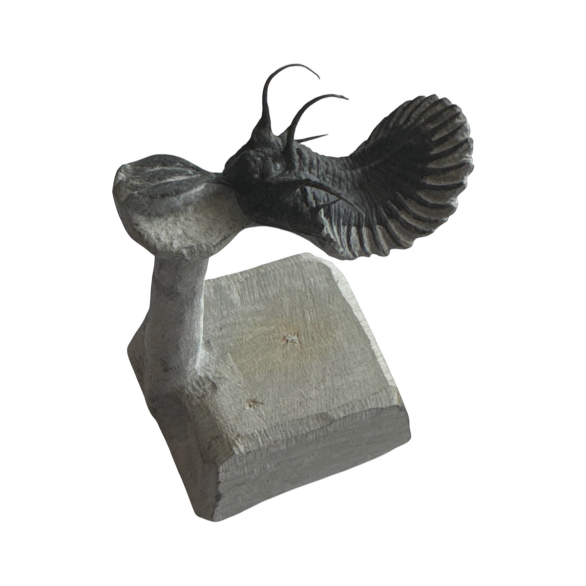 Walliserops tridens Trilobite