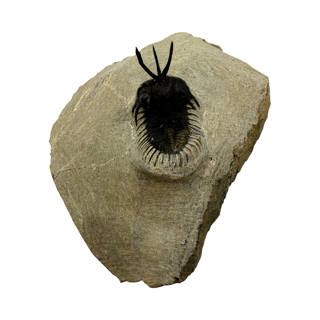 Walliserops tridens Trilobite