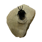 Walliserops tridens Trilobite