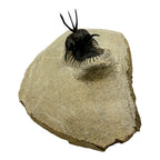 Walliserops tridens Trilobite
