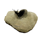 Walliserops tridens Trilobite