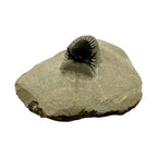 Walliserops tridens Trilobite