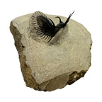 Walliserops tridens Trilobite
