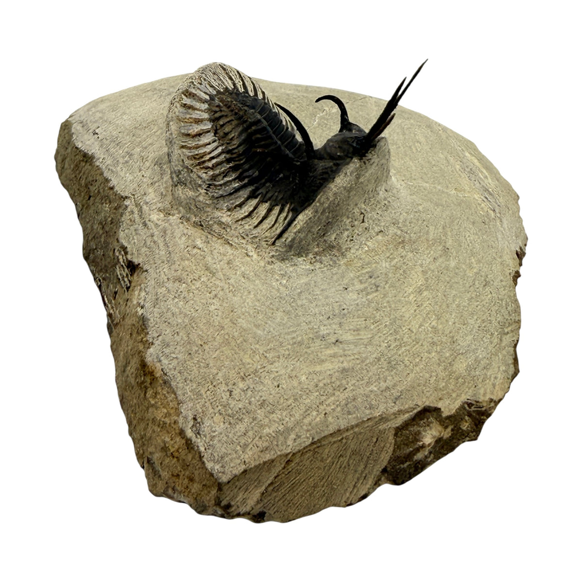 Walliserops tridens Trilobite