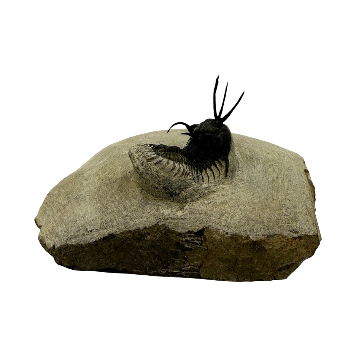 Walliserops tridens Trilobite