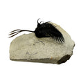 Walliserops trifurcatus Trilobite