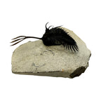 Walliserops trifurcatus Trilobite