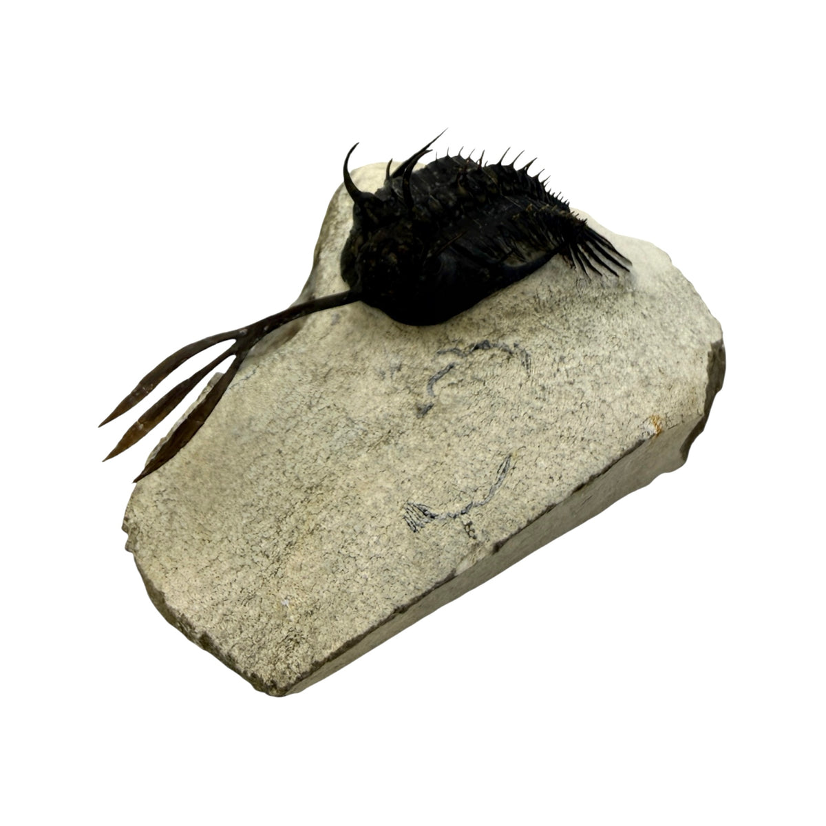 Walliserops trifurcatus Trilobite