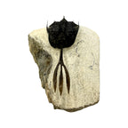 Walliserops trifurcatus Trilobite