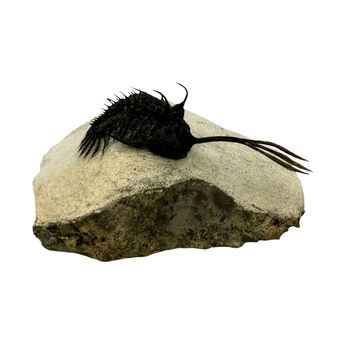 Walliserops trifurcatus Trilobite