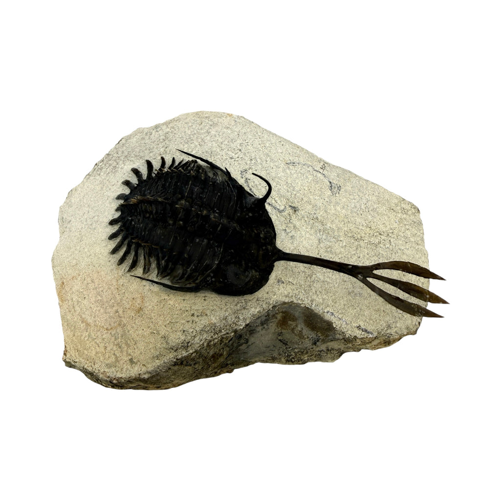 Walliserops trifurcatus Trilobite