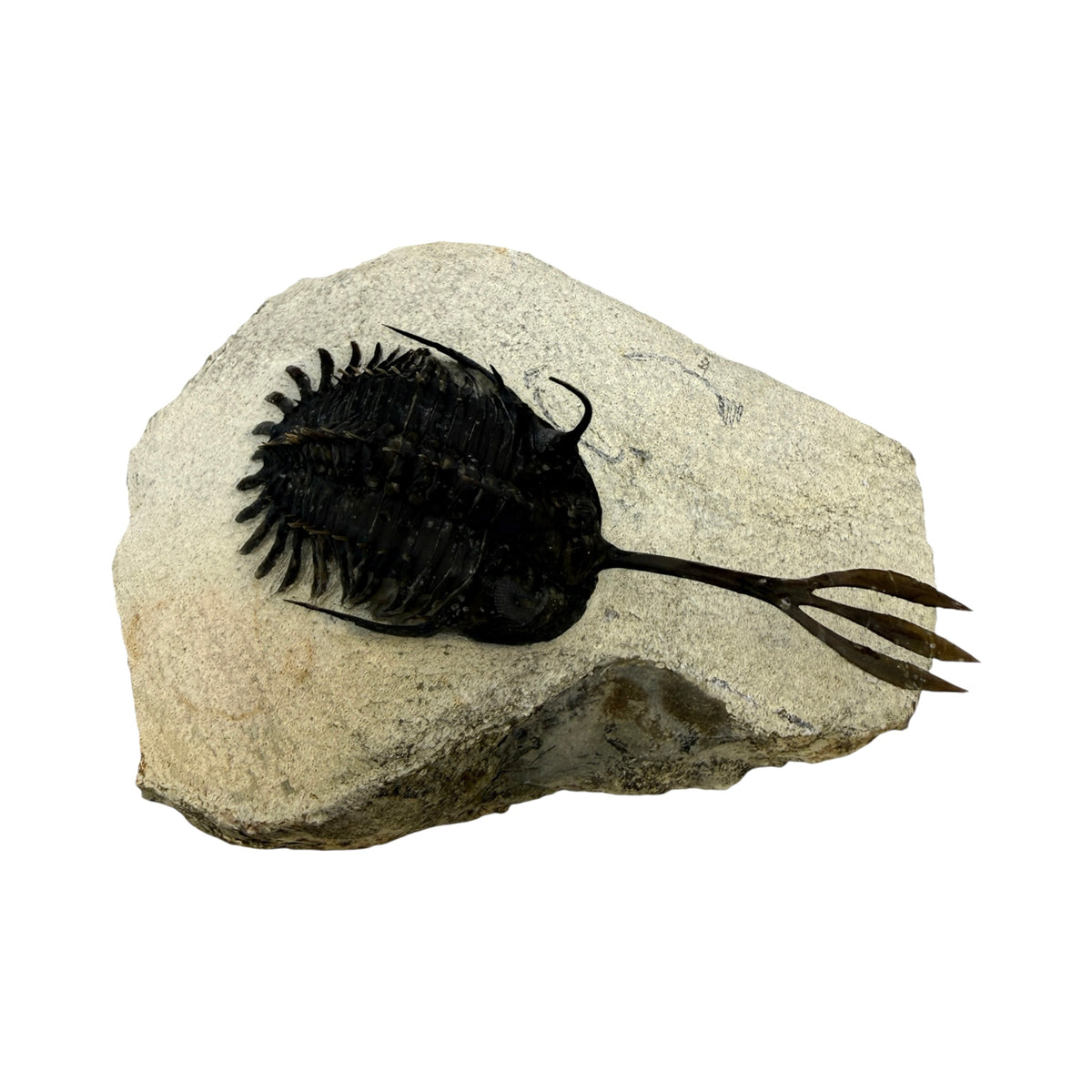 Walliserops trifurcatus Trilobite