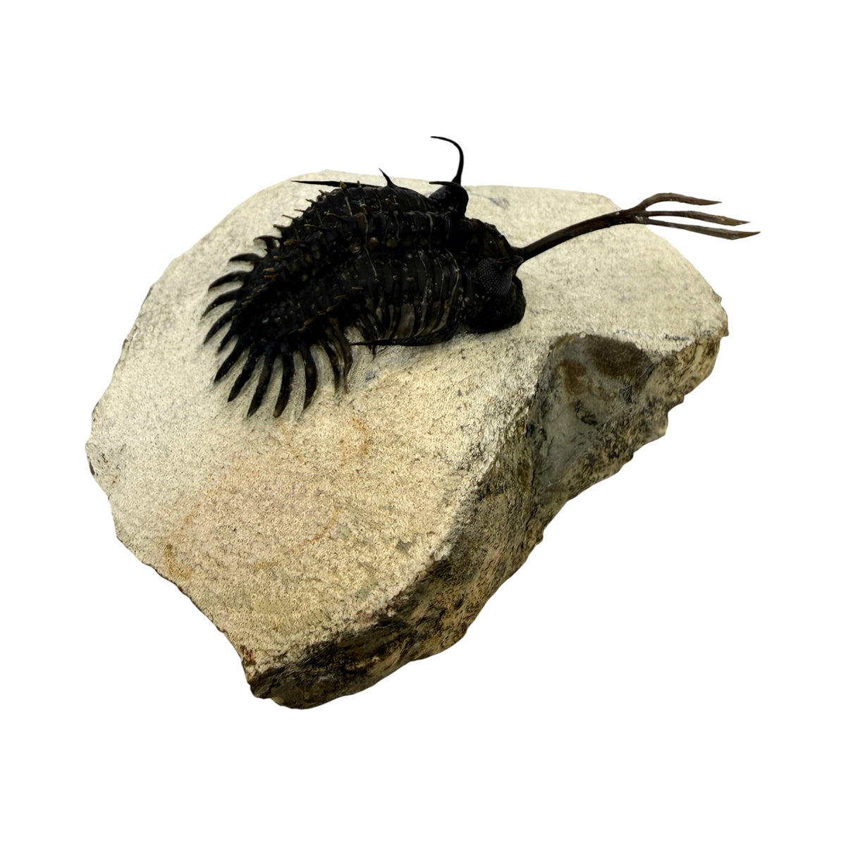 Walliserops trifurcatus Trilobite