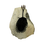 Walliserops trifurcatus Trilobite