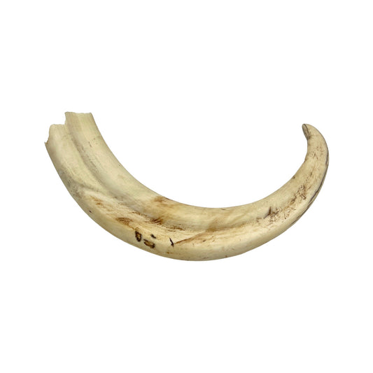 Warthog Tusk