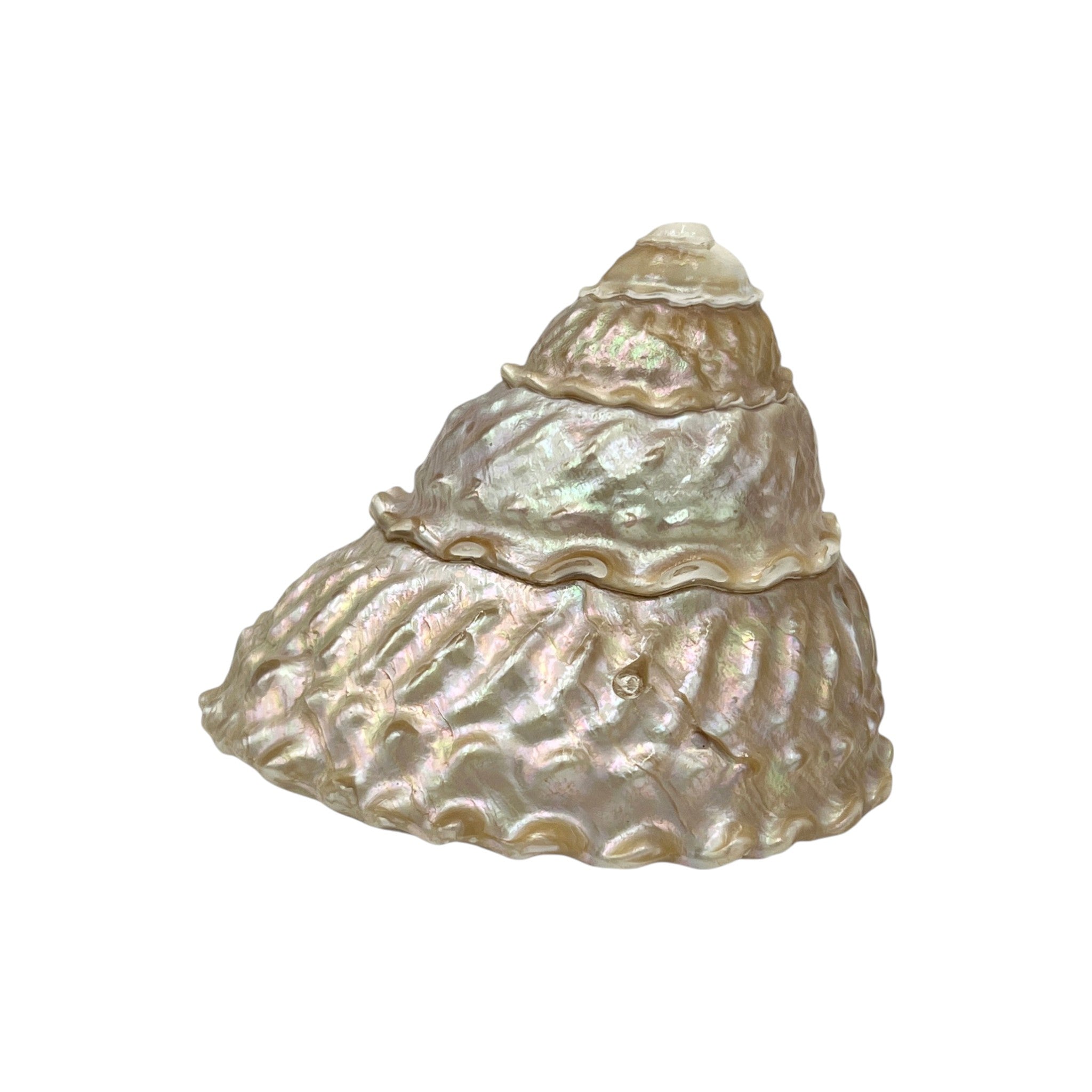 High Pitched Shell Wavy Top Polished Shell (3.5-4