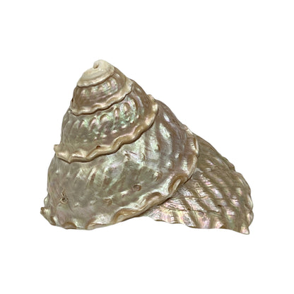 Wavy Top Polished Shell (3.5-4")