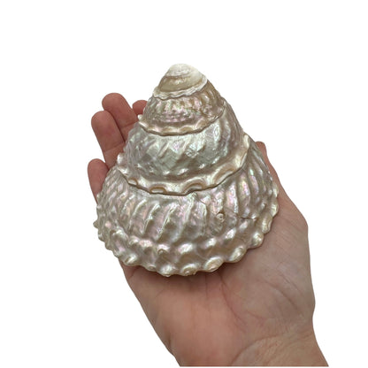 Wavy Top Polished Shell (3.5-4")