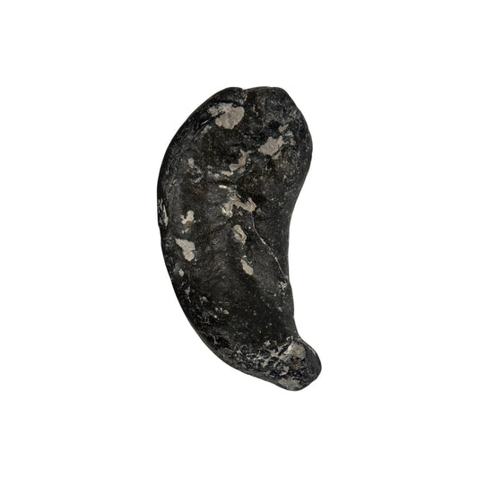 Fossil Whale Ear Bone