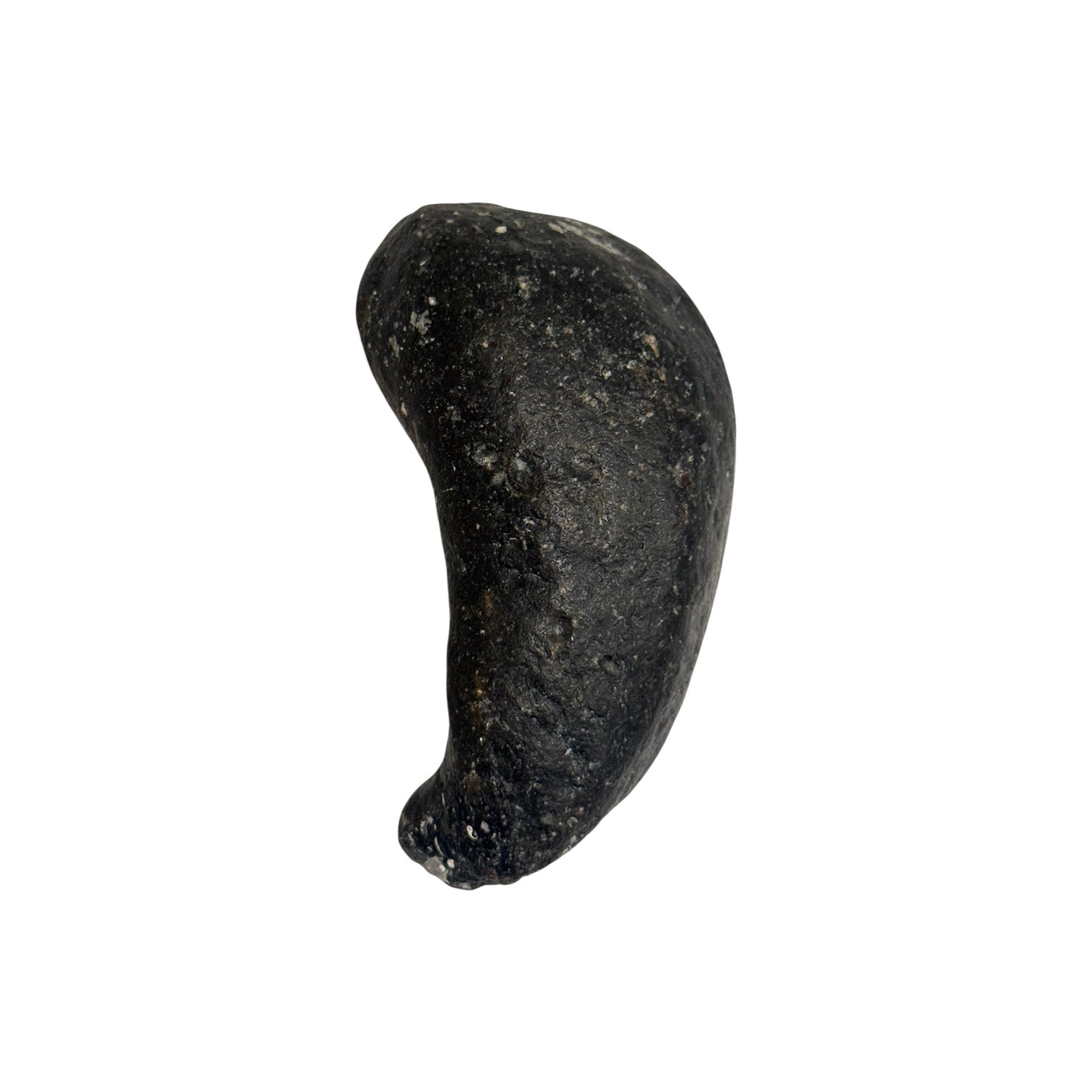 Fossil Whale Ear Bone