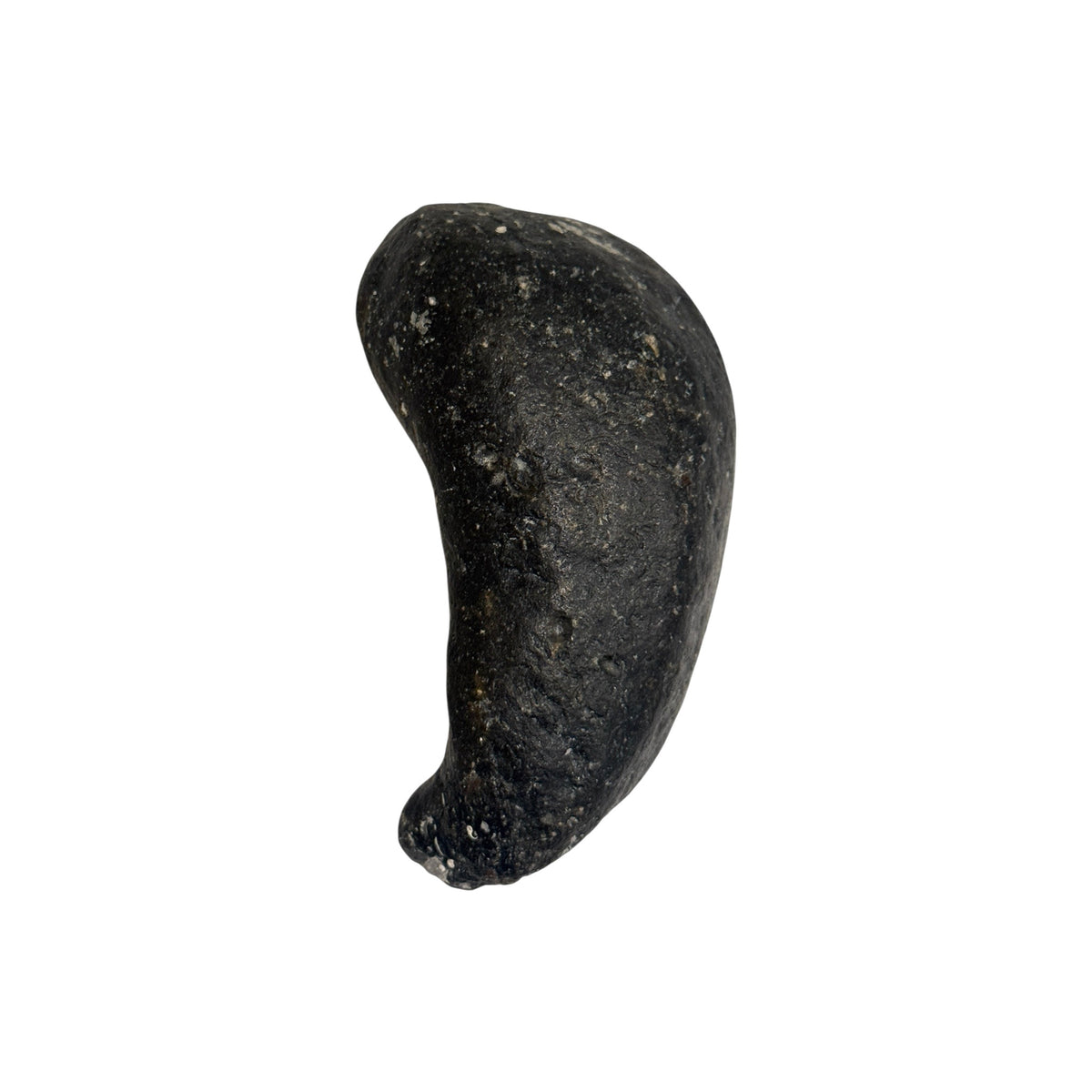 Fossil Whale Ear Bone